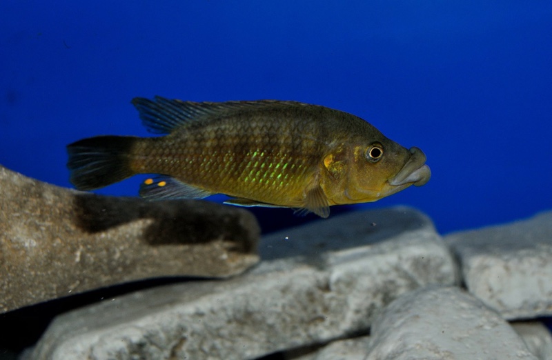 Abactochromis labrosus